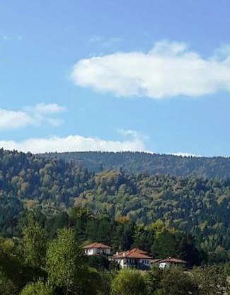 Вили Green