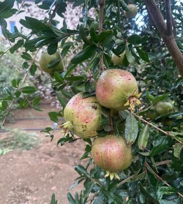 بيت الجدة