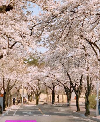 경북대 벚꽃 축제, 프라이빗 로맨틱 테라스, 무료주차, 2룸