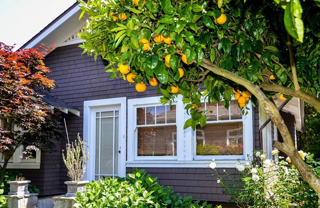 1 BR Large and sunny Garden Cottage in Downtown Mill Valley