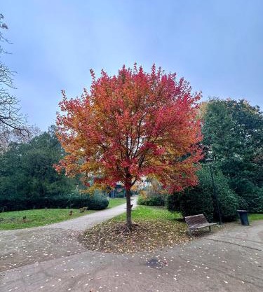 Ambra Central Park - Giulia 19