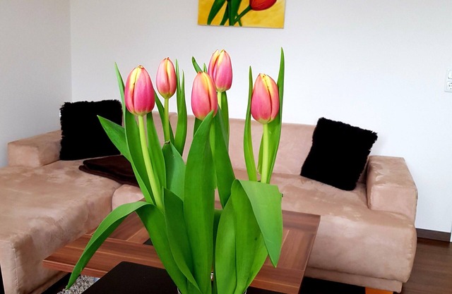 Apartment on the Elbe Ferry - Apartment for 2 - 3 People