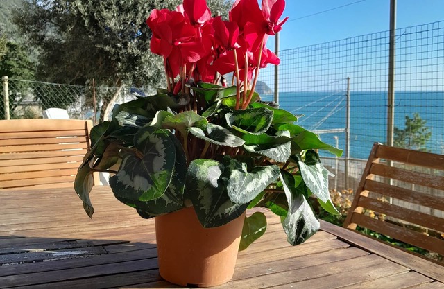 ARIANNA'S HOUSE full of light and sunshine in beautiful Corniglia (Cinque Terre)