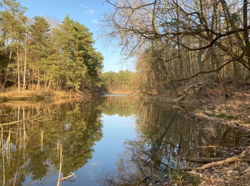 Bungalow im Wald am See - Biberspur