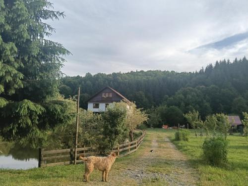 Cabana Țibleș Bichigiu