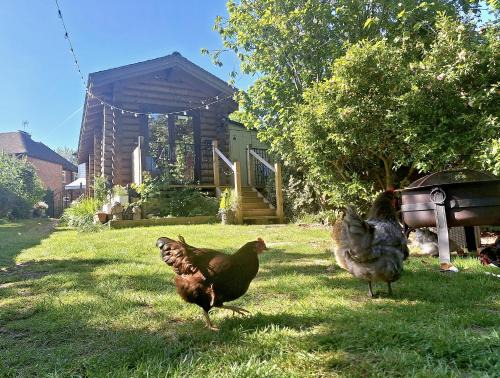 CABIN in hosts huge garden CHILD FRIENDLY with Hens Kittens firepit Marshmallows