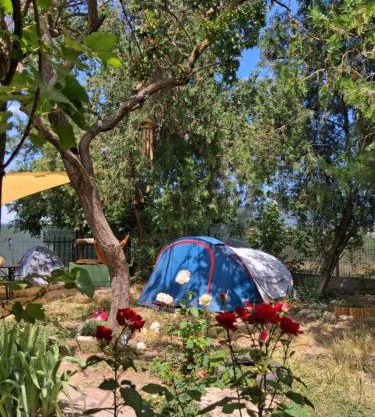 Camping Curtea Pescărușului