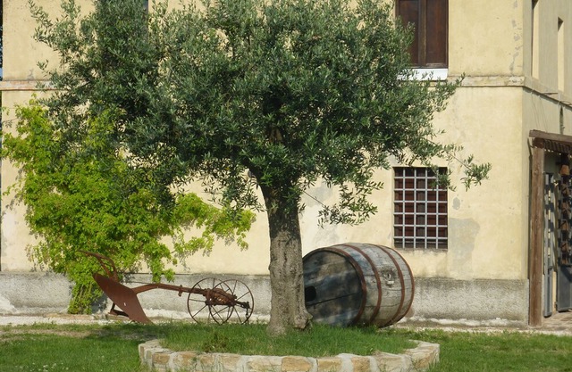 Casale Oliva in a landscape of oaks, olives and cherry trees