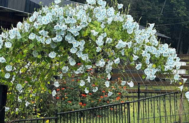 Charming 2-bedroom cottage with WiFi, AC in brilliant Gallatin