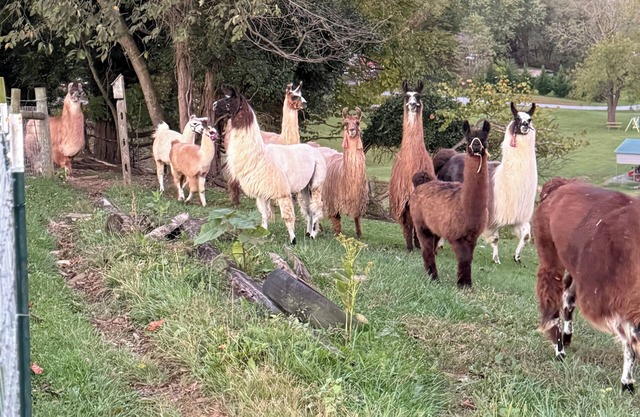 Charming Llama villa at a Llama Farm with beautiful Mountain Views and Sun views