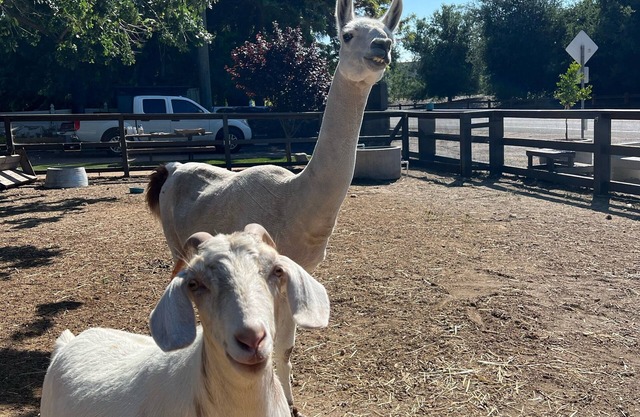 Close to downtown, with a llama and alpaca on the property
