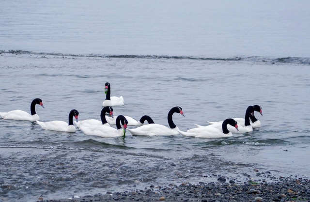 Coipomo estuary beach, Ancud.
