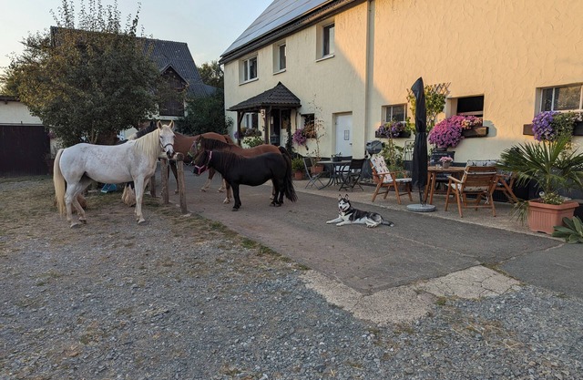 Cozy vacation apartment on Hellwiges Hof with dog/horse Medebach/Sauerland
