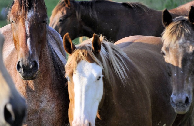 Creek-side Cabin Nestled on Horse Farm, Relax, Pet Horses, & Pet Friendly