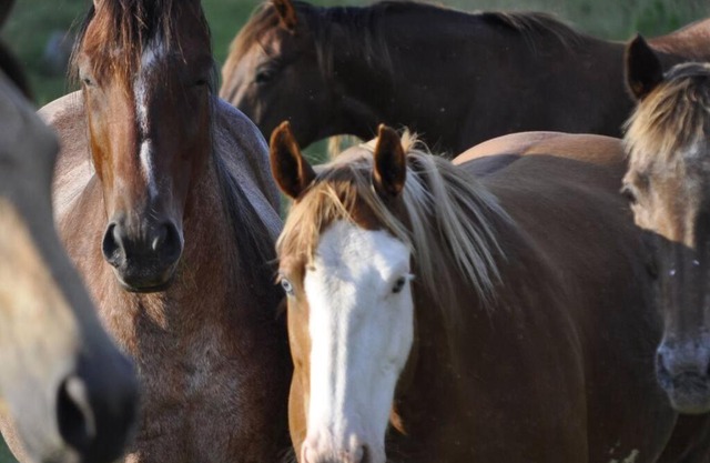 Creekside Cabin B Staycation on Horse Farm