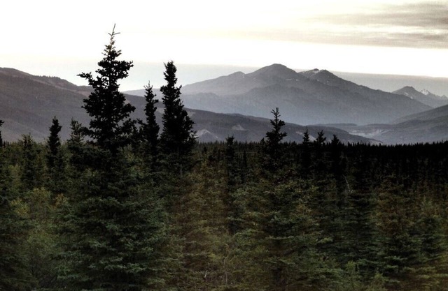 Denali Wildlife Grizzly Cabin Luxury with a touch of Rustic.