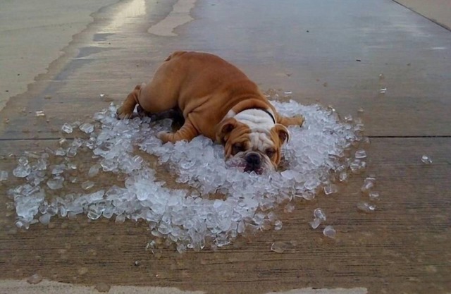 Does your dog need a vacation? We are people and pet friendly!
