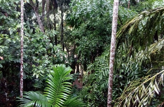 ECO FOREST VILLA - A HOMESTAY FAMILY HOUSE WITH NATURE BEAUTIES