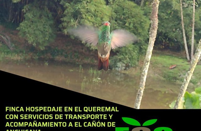 Ecopolis