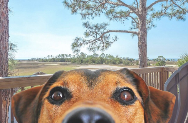 Enjoy water views from our covered deck + dock, pet friendly - 1 mile to Keaton