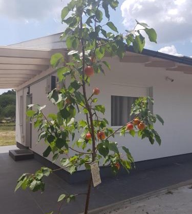 Erdőszéli apartman