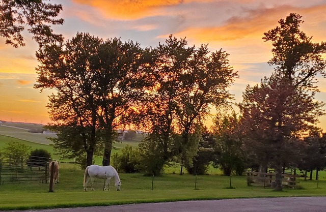 Escape to tranquility – your countryside haven, and at times with a horse or two