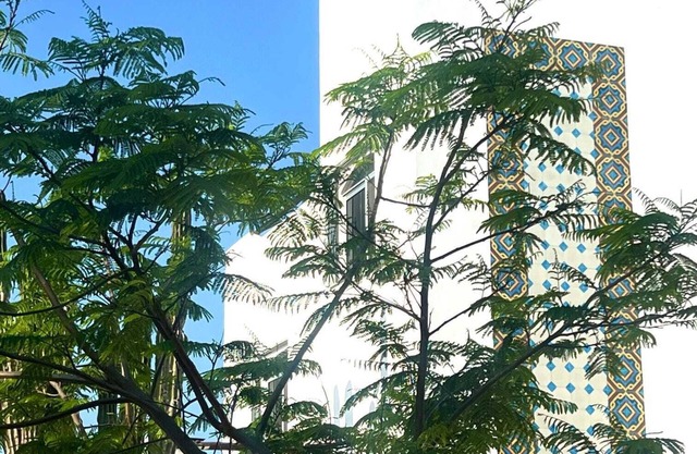 Fall asleep to Ocean Waves; Awaken to Birdsong