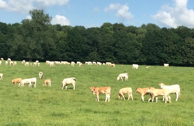 Ferme de Sorval – Your Private French Getaway with Nature & Luxury