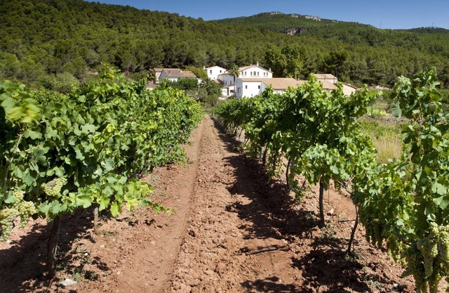 Finca Can Romeu: Alojamiento Rural Entre Viñedos