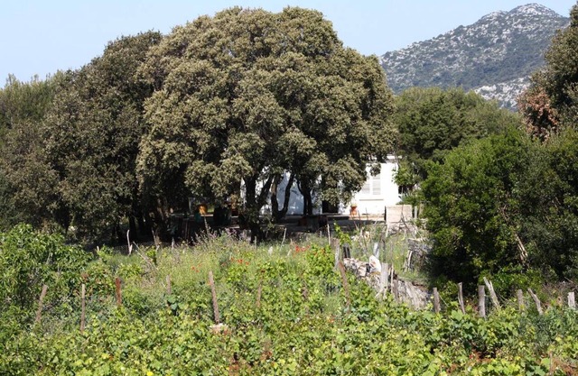 Four bedroom apartment with terrace Cove Blaca, Mljet (A-615-a)