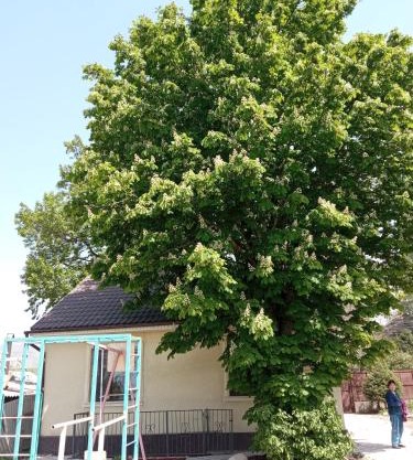 Guest House Prohladnoe
