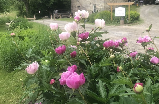 Guesthouse & Permaculture Sanctuary in the Berkshires