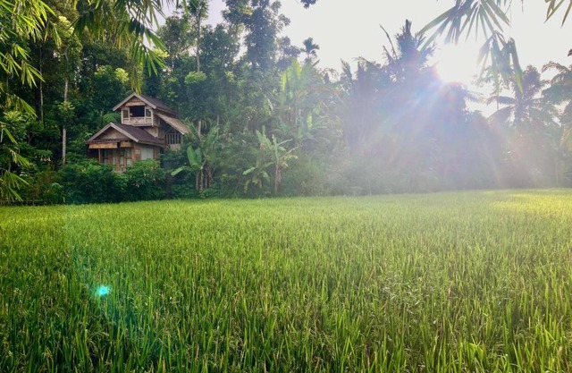 Jungle inn tetebatu