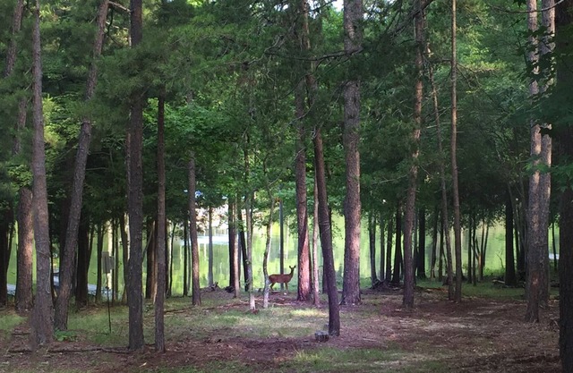 Kerr Lake Log Cabin On Calm Cove With Gentle Slope To Water, Nearby Sandy Beach