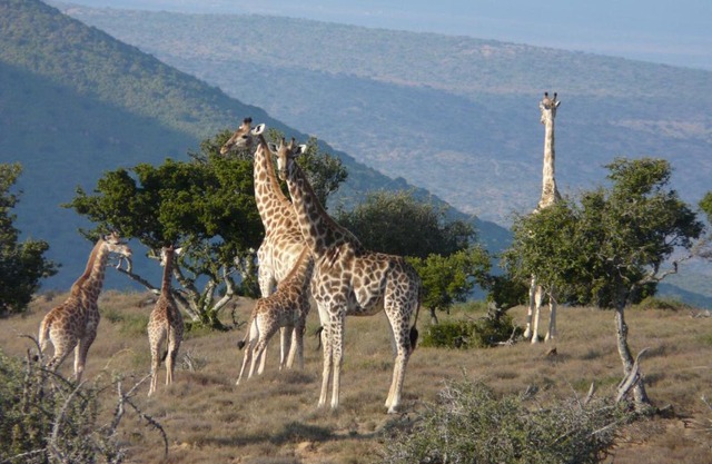 Koedoeskop Private Mountain Reserve