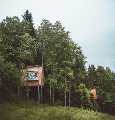 LAUV Tretopphytter