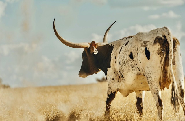 Longhorn Ranch Casita