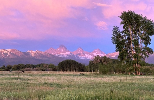 Meadow View Tent Glamping