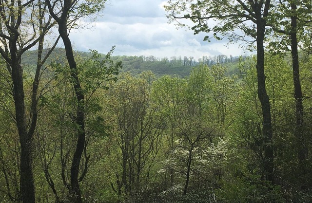 Mountainside Tranquility in South Asheville Near Biltmore & Parkway