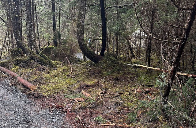 Natural scenic campground in Seward