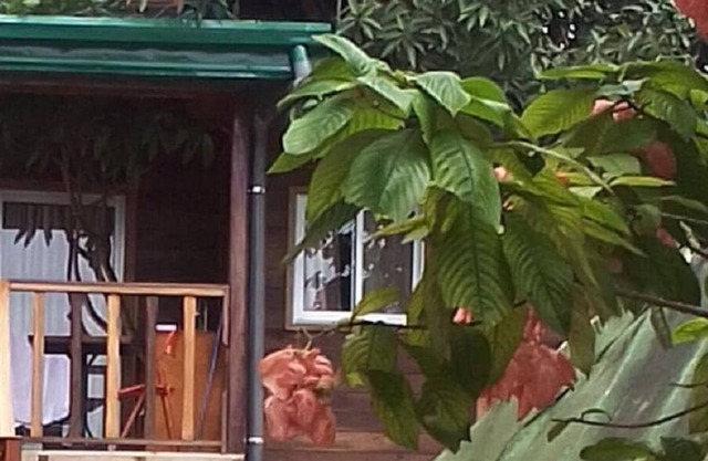 Noah's hut in a century-old mango tree