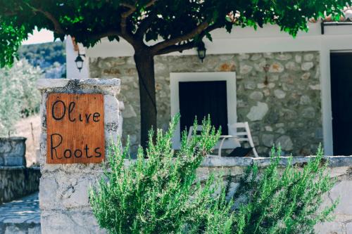 Olive Roots
