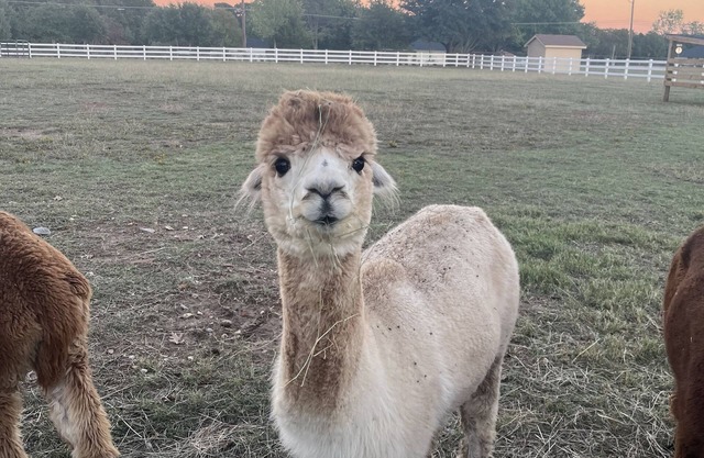 “Paca” Bag and Experience a Piece of Country Near the City