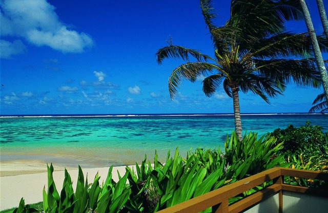 Palm Grove