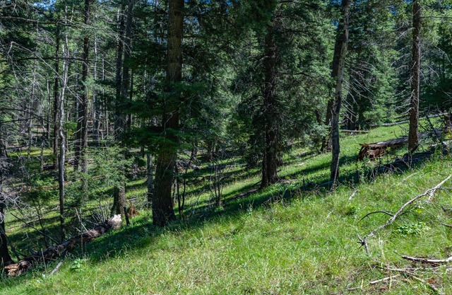 "Peace & Quiet", Nature's Retreat, 50 yds from Trailhead, Wildlife Galore