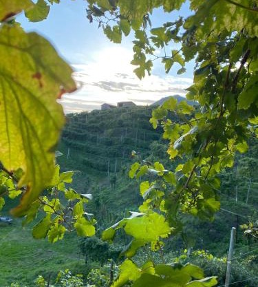 Profumo di Collina