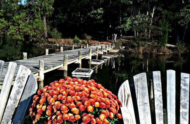 Sail in! Paddle out! Dog-friendly 500' serene waterfront near Chesapeake Bay