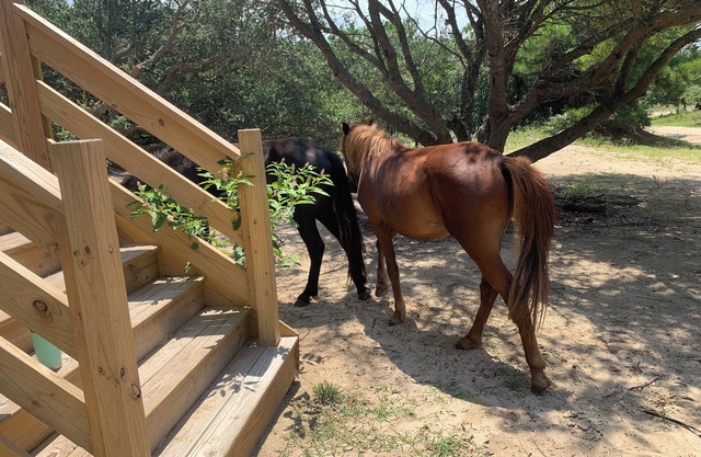 Sandy Adventures!nThird row from the ocean!nWild Horses roam the area- Carova