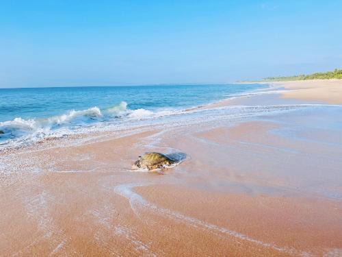 Shine Wave Turtle Beach