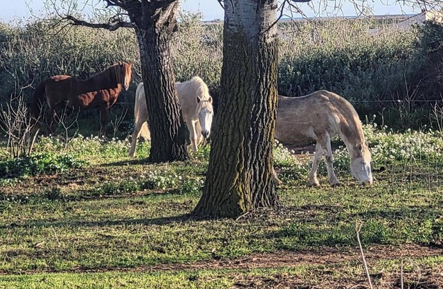 Single-storey house with swimming pool 10 minutes from the beach